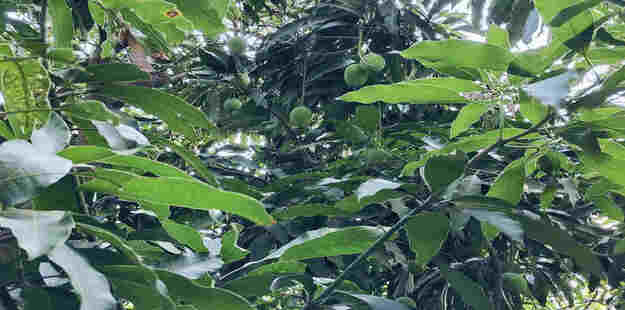 mango tree