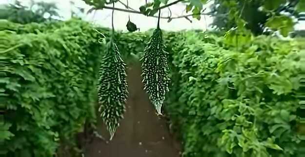 small bitter gourd