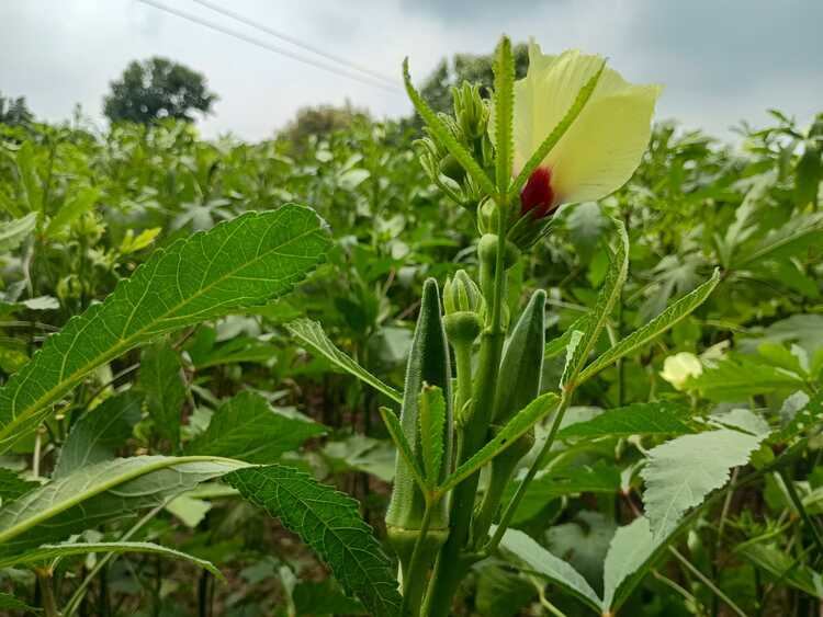 lady finger plant