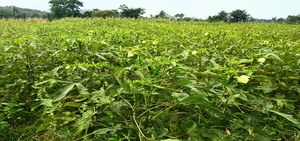 lady finger bhindi