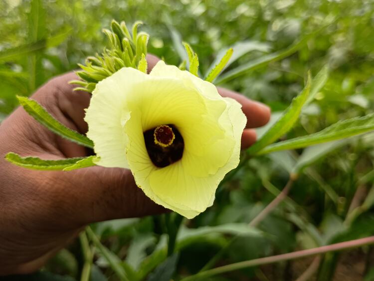 okra flowers