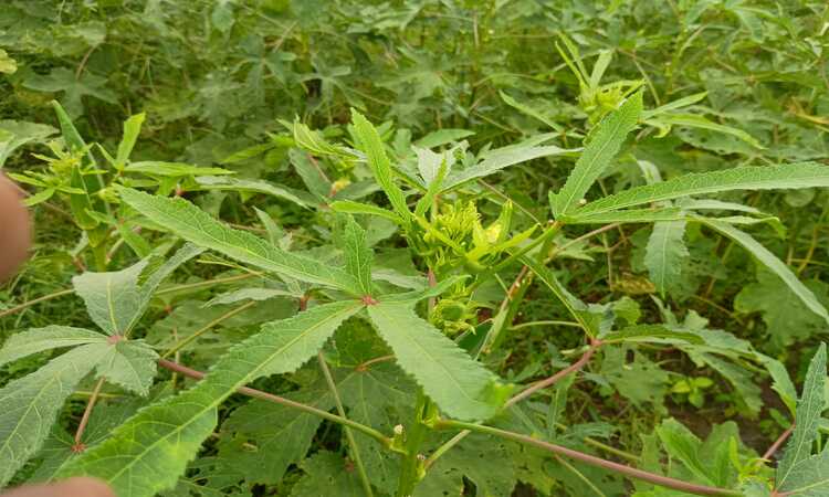 okra leaves